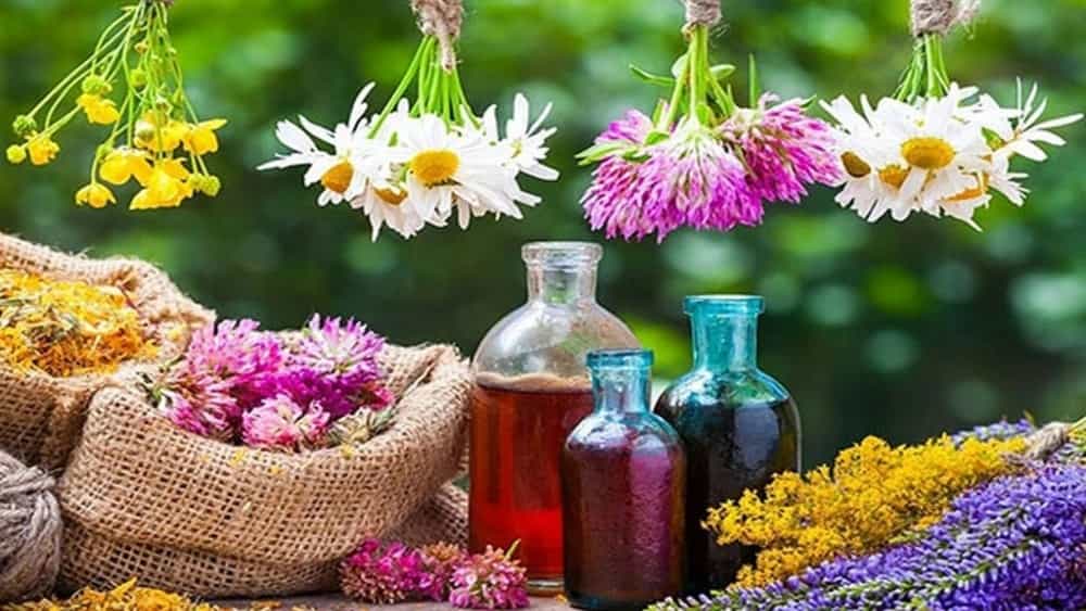 پخش گیاهان دارویی گل ختمی  استان کردستان